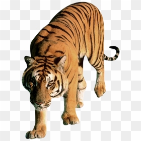 Drawing Sumatran Tiger, HD Png Download - tiger png hd