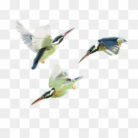 Therapy Services Teen Issues Kingfisher Birds - Coraciiformes, HD Png Download - kingfisher png