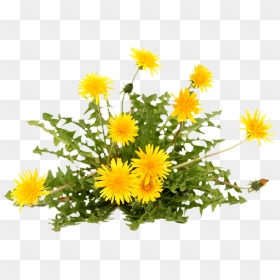 Dandelion Plant On White Background, HD Png Download - weeds png