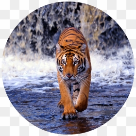Tiger Walking Images Hd , Png Download - Tiger Walking Images Hd, Transparent Png - tiger png hd