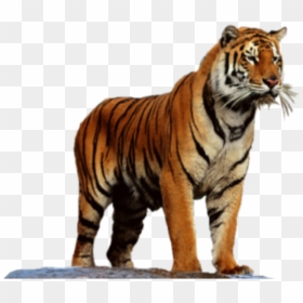 Tiger High Resolution Png, Transparent Png - tiger png hd