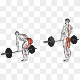 Transparent Dead Bodies Png - Muscles Does Deadlift Work, Png Download - workout png