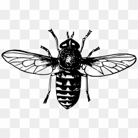 Fly,honey Bee,symmetry - Honey Bee Queen Drawing, HD Png Download - bee hive png