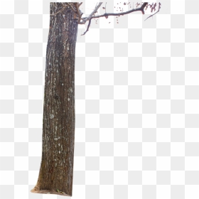 Tree Trunks Png & Free Tree Trunks Transparent Images - Trunk, Png Download - trunks png