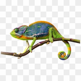 Transparent Chameleon Png, Png Download - chameleon png