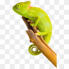 Chameleon Png Image - Ha Ha Ha Arabic, Transparent Png - chameleon png