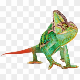 Chameleon - Chameleon Png Icon, Transparent Png - vhv