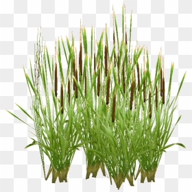 Collection Of Free Transparent Plant Cattail - Cattail Png, Png Download - cat tail png