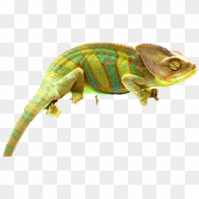 Real Chameleon Png Pic - Chameleon Png Clipart, Transparent Png - chameleon png