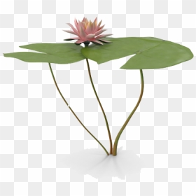 Water Lily Png Free Download, Transparent Png - water lily png