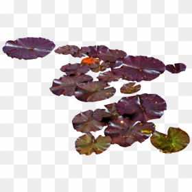Water Lily Png , Png Download - Waterlilies Png, Transparent Png - water lily png