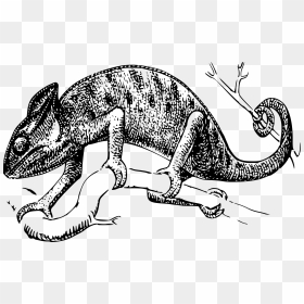 Chameleon Clip Arts - Chameleon Clip Art, HD Png Download - chameleon png