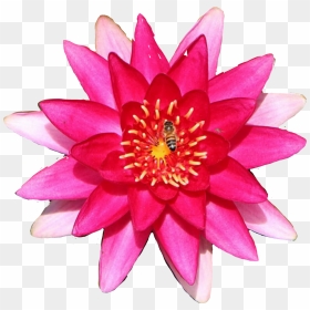 #lily #flower #waterlily, HD Png Download - water lily png