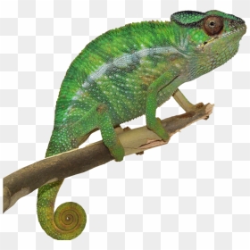 Real Chameleon Png Clipart - Chameleon Png, Transparent Png - chameleon png