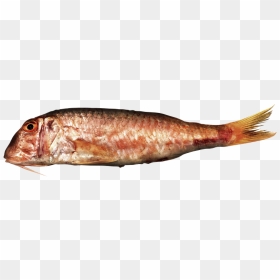 Red Mullet, Striped Mullet - Striped Red Mullet, HD Png Download - mullet png