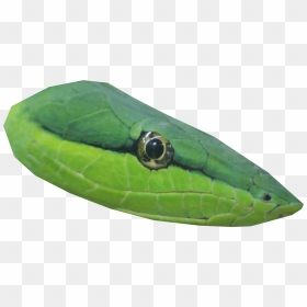 Transparent Snake Head Png Image With No - Snake Head Transparent, Png Download - snake head png