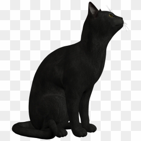 Download Black Cat Png Photo 049 - Transparent Background Black Cat Clipart, Png Download - cat tail png