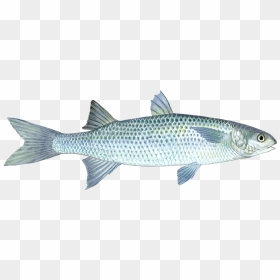Mullet Fish Pictures Transparent , Png Download - Mullet Fish Png, Png Download - mullet png