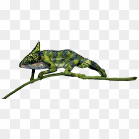 Chameleon Png File Download Free - Chameleon Png, Transparent Png - chameleon png