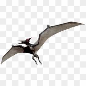 Survival Evolved Wiki - Pterosaurs Png, Transparent Png - ark survival evolved png