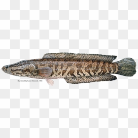 Snakehead Info - Snake Fish In Georgia, HD Png Download - snake head png