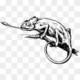 Black And White Chameleon, HD Png Download - chameleon png