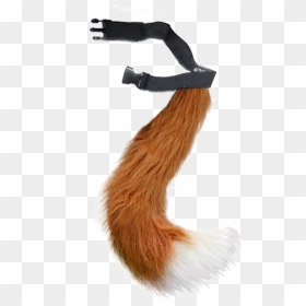 Fox Tail Transparent Real, HD Png Download - cat tail png
