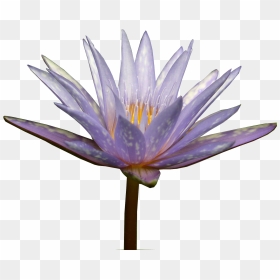 Transparent Water Lily Png - Sacred Lotus, Png Download - water lily png