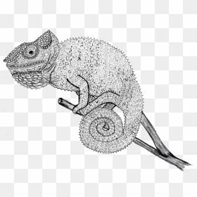 Chameleon Drawing , Png Download - Chameleon Drawing Png, Transparent Png - chameleon png