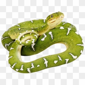 Green Snake Png, Transparent Png - serpent png