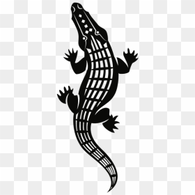 Alligator-1574694825 - Alligator Vector, HD Png Download - gator png