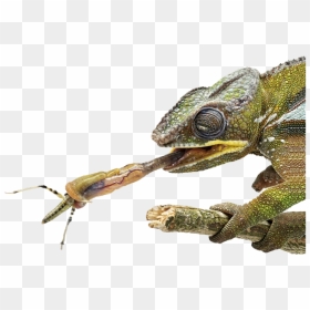 Real Chameleon Png - Chameleon Tongue Png, Transparent Png - chameleon png