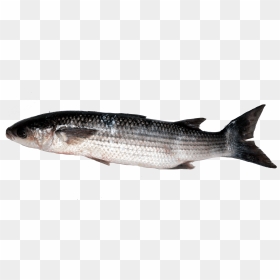 Coregonus Lavaretus, HD Png Download - mullet png