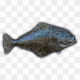 Clip Art Freeuse Stock Barracuda Drawing Mullet Fish - Halibut, HD Png Download - mullet png
