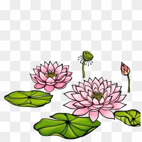 Bud Drawing Water Lily - Lotus Plant Clipart, HD Png Download - water lily png