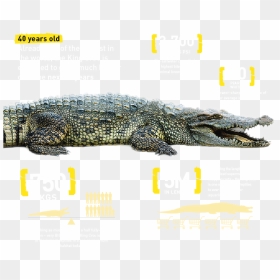 Croc Details - King The Crocodile, HD Png Download - gator png