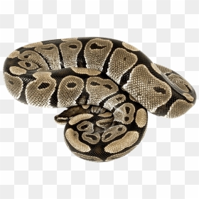 Boa Constrictor Png, Transparent Png - serpent png