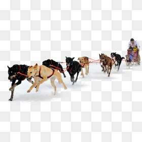 Dog Sled Png, Transparent Png - sleigh png