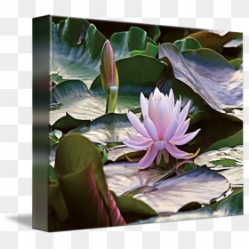 650 X 593 - Water Lily Drawing, HD Png Download - water lily png