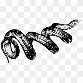 Coiled Snake Clip Arts - Coiled Snake Png, Transparent Png - snakes png
