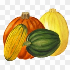 Winter Durst Organic Growers - Squash, HD Png Download - squash png