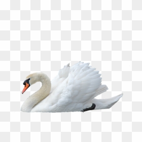 Mute Swan Png By Virgolinedan - Swan Transparent, Png Download - swan png