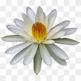 *transparent* Nymphaeaceae - Sacred Lotus, HD Png Download - water lily png