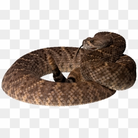 Pit Viper Snake Png, Transparent Png - snakes png