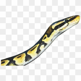 Snake-yellow - Snake, HD Png Download - serpent png