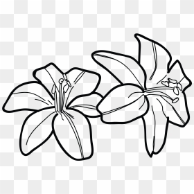 Lily Clipart Black And White, HD Png Download - water lily png