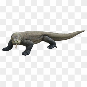Komodo Dragon Png Transparent Images - Transparent Komodo Dragon Clipart, Png Download - dragon.png