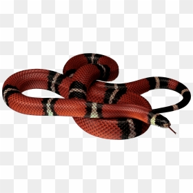 Red Black Snake - Black And Red Snake Png, Transparent Png - snakes png