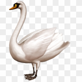 Swan Png Transparent - Swan Png, Png Download - swan png