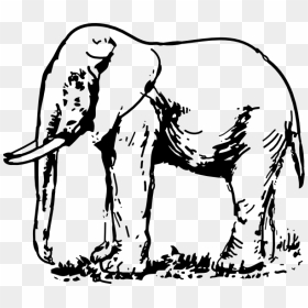 Elephant Drawing Png - Drawing Pictures Of Animals Download, Transparent Png - mullet png